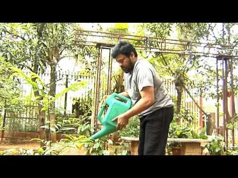 Megastar Chiranjeevi Accepts NTV Chairman Narendra Choudary Green Challenge - Sakshi