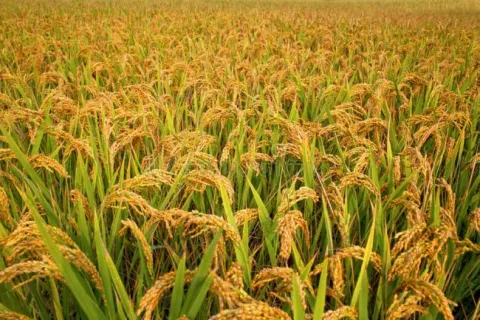 Cabinet hikes MSP for paddy by Rs 200 per quintal  - Sakshi