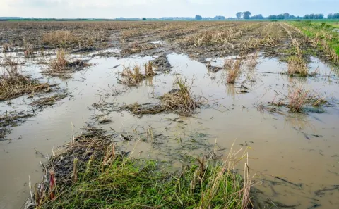 Huge Loss to Telangana Farmers Due To Heavy Rains  - Sakshi