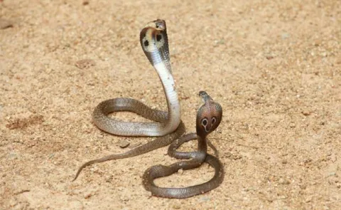 Snakebite Deaths In Avanigadda Amaravati - Sakshi