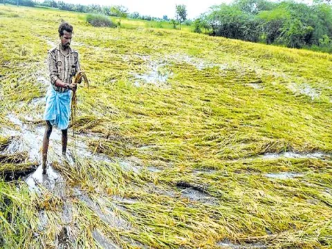 Huge Crop loss for farmers in Telugu states - Sakshi