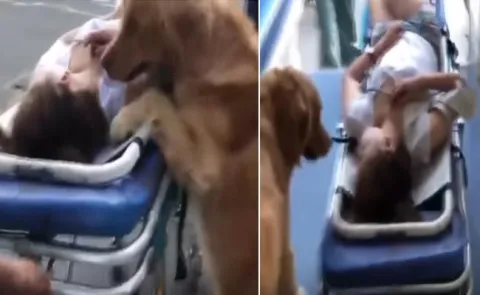 Golden retriever refuses to leave its owner when she's unconscious, rides in her ambulance - Sakshi