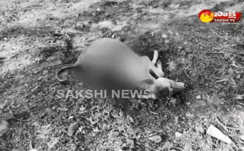 Leopard enters into Sri Venkateswara University  - Sakshi