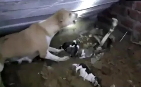 Moment dog tries to protect puppies from deadly Cobra in India - Sakshi