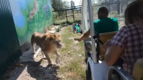 Lion climbs into safari vehicle in Crimea - Sakshi