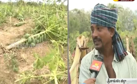 Cyclone Titli Aftermath: Standing crops in several acres damaged - Sakshi