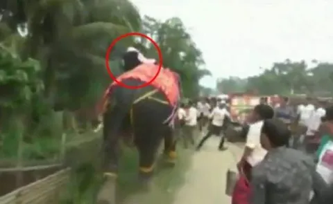 Assam Deputy Speaker Kripanath Mallah falls off an elephant  - Sakshi