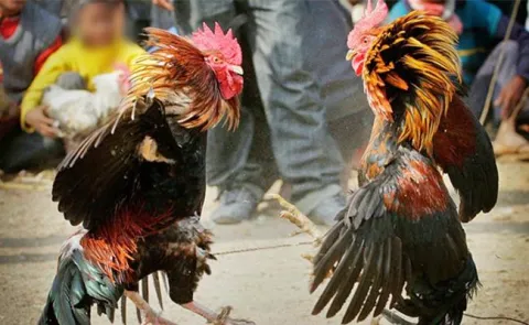 police attack on cock fight place in vijayawada - Sakshi