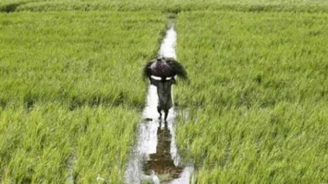 Budget 2019: Assured income of Rs 6000 for farmers announced - Sakshi