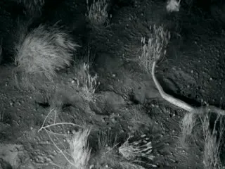Video Shows Little Kangaroo Rats Using Epic Ninja Moves to Escape Rattlesnakes - Sakshi