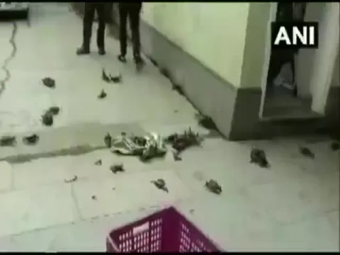 NCP workers throw crabs outside minister's house