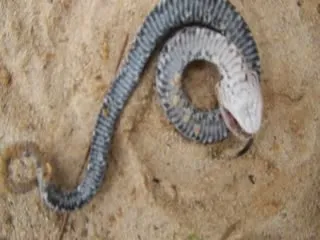 Watch video, Hognose Snake Fakes Death In Most Overacted Way - Sakshi