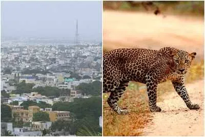 Leopard Roaming in Pragathi Nagar