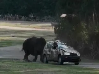 Viral Video, Angry Rhino Attack Car Flips It In Germany - Sakshi