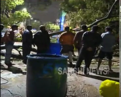 Trees Collapse Due to Heavy Rains