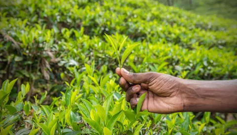 Rare Assam Tea Fetches Rs 70,501 Per Kg At Auction