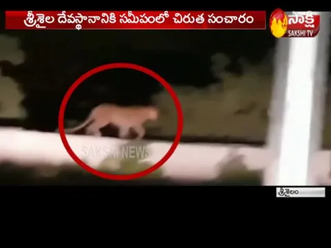 Leopard Wandering In Srisailam