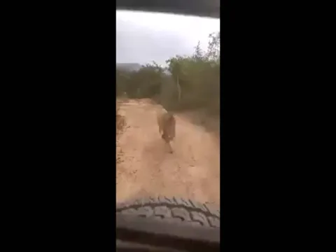 Lion Chases Tourists On Safari In Karnataka