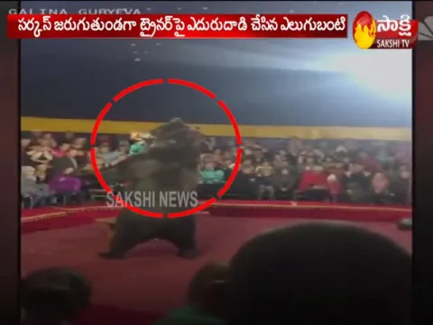 Circus bear attacks trainer in Russia