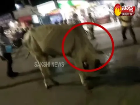  Cow attacks man for removing calf carcass