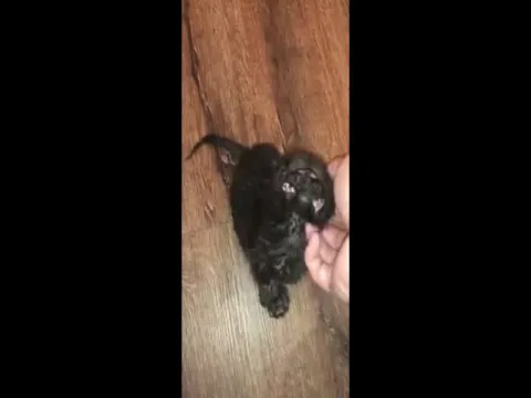  Meet Duo The Two Faced Kitten With Whom Internet Fell In Love Became Viral- Sakshi