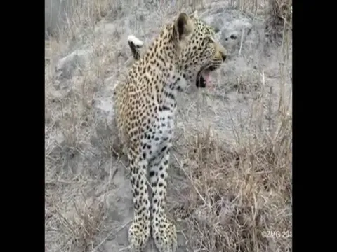 wildlife photographer found himself face to face with a curious leopard cub