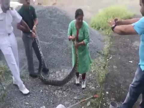 Woman Captures Python In Kochi Netizens Applaud Her - Sakshi
