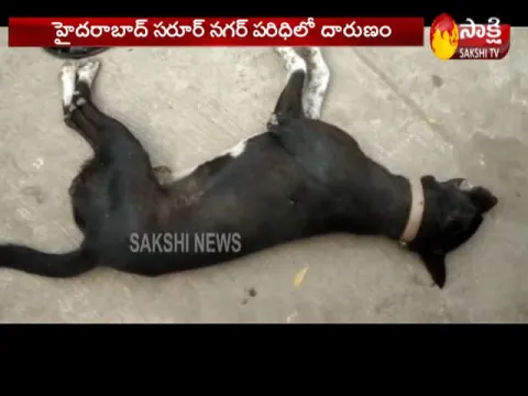 Hyderabad man allegedly shoots and kills neighbour's dog