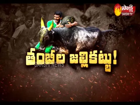 Sakshi Special Story On Jallikattu - Sakshi