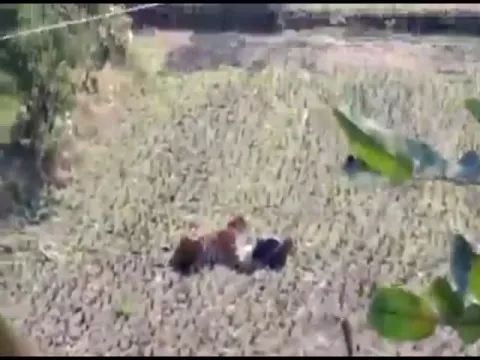  Man Narrow Escape Acting Dead From Tiger Attack In Maharashtra- Sakshi