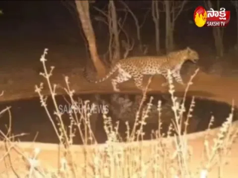 Leopard Wandering in Rajanna Sircilla District - Sakshi