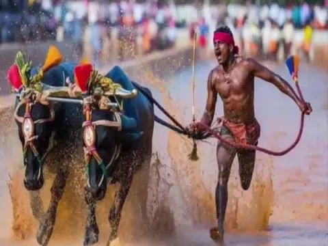 Karnataka Man Runs Faster Than Usain Bolt In Ancient Buffalo Race - Sakshi