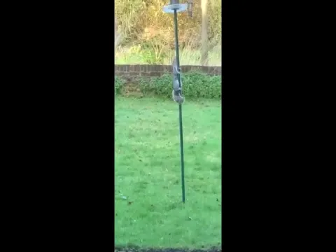 Squirrel Trying To Get Food On Iron Rod Became Viral - Sakshi