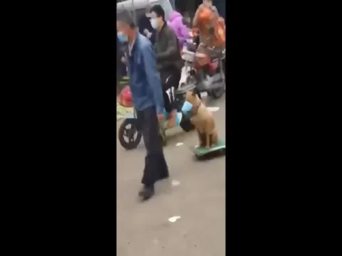  Worried Pets Owners Wears Mask To Cats For Coronavirus Protection- Sakshi