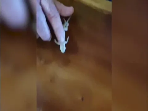 Guy Saves Lizard With Mouth-To-Mouth