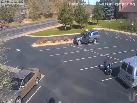 Terrifying moment loose dog attacks five-year-old girl