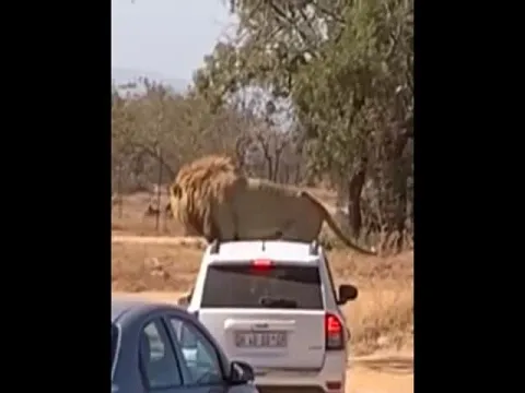 Lion sits on roof of safari car