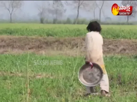 Plan to send China ducks to destroy locusts in Pakistan