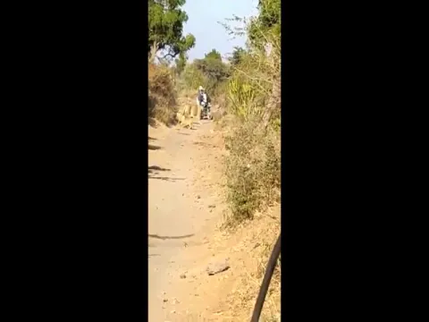 Lioness And Her Cubs Give A Way To Biker At Gir Sanctuary In Gujarat - Sakshi