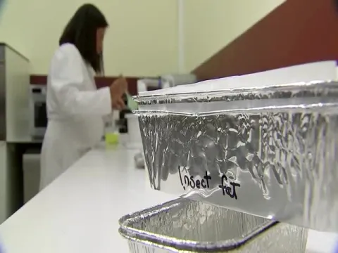  - Belgium Scientists Making Butter From Insects