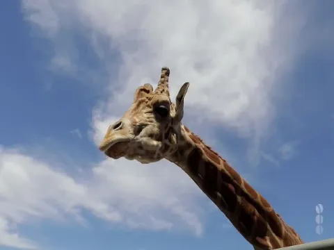 Pre Wedding Photoshoot with Giraffe