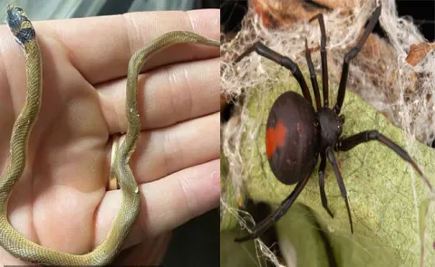 Redback Spider And Brown Snake Fight Over Life In Australia