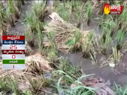 Unseasonal Rain in Nellore District Damaged Crops