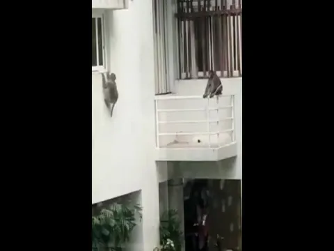 Viral Video Of Monkeys Take Over Swimming Pool In Mumbai