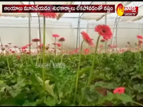 Coronavirus Effect on Flower Farming in Telangana