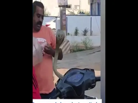 Watch Video How Cobra Was Rescued From Honda Activa 