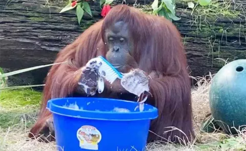 Chimpanzee Washing Her Hands With Brush 