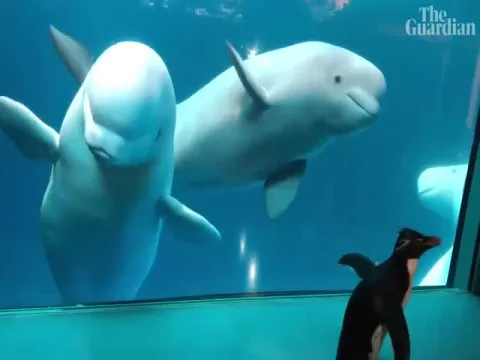 Penguin Visits Whales In Shedd Aquarium In Chicago