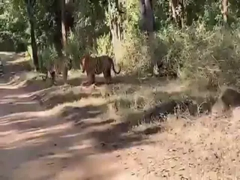 Tigers Fighting For Territory In Central India