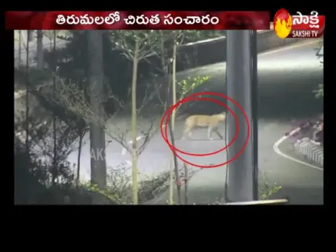  Lockdown Period: Animals Take over the Roads 